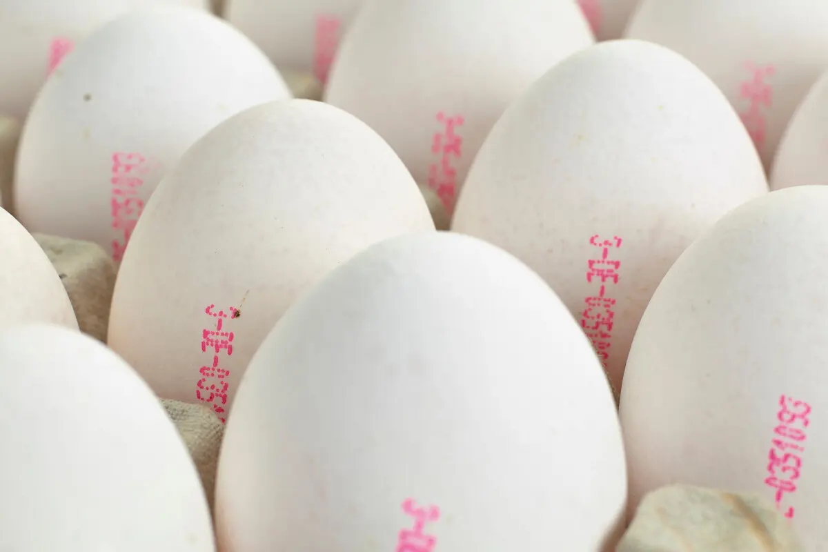 Direct printing on eggs